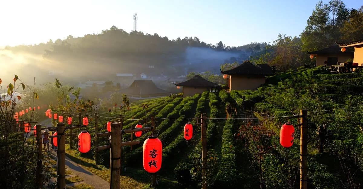 A serene sunrise view over a tea plantation with red lanterns in rural Thailand.